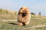 CHOW CHOW 039
